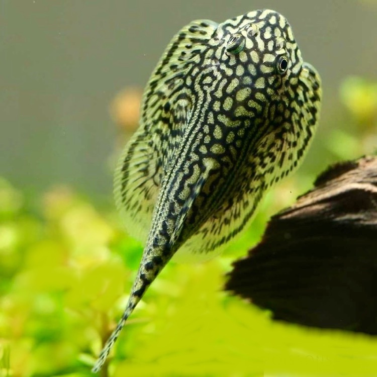 Sewellia lineolata Tijger gastromyzon M